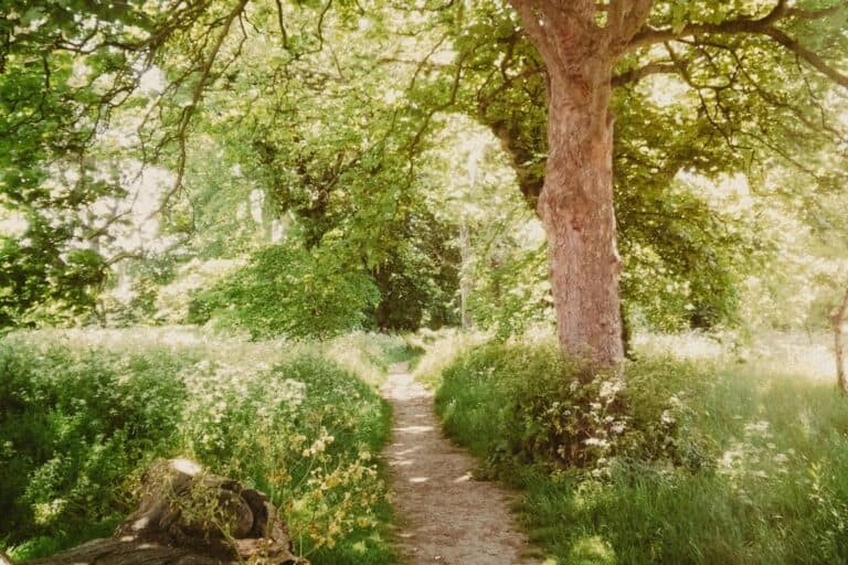 Foot path of a green space in the concept of 'best parks and green spaces in Finchley'.